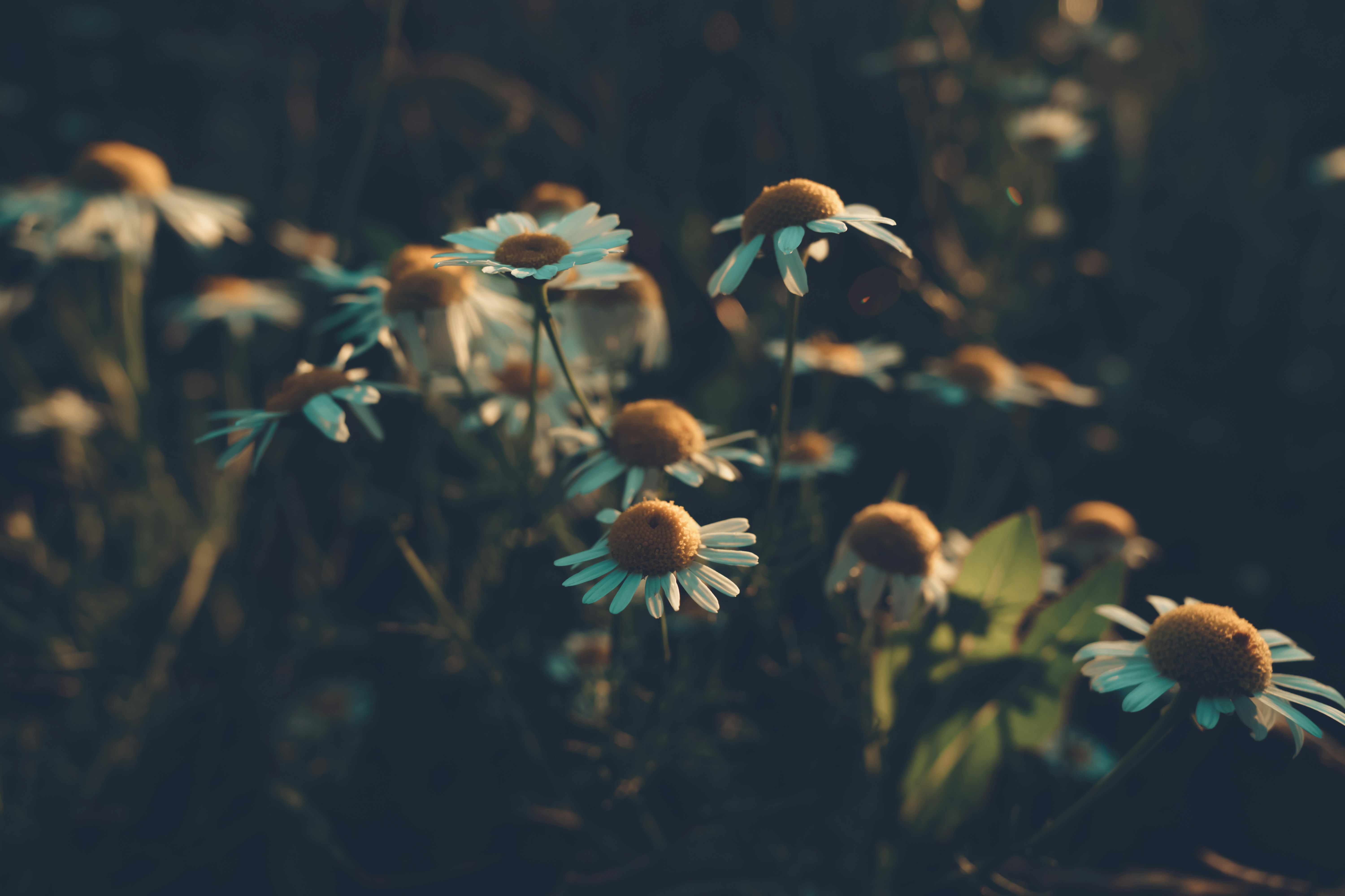 orange and white flower in tilt shift lens